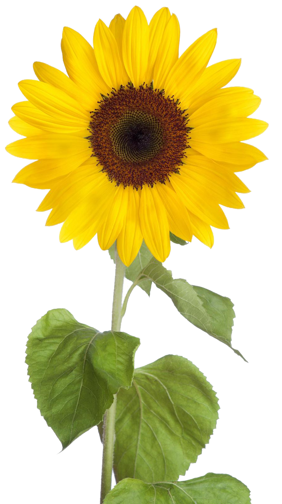 Detail Sunflower Pictures Free Download Nomer 12