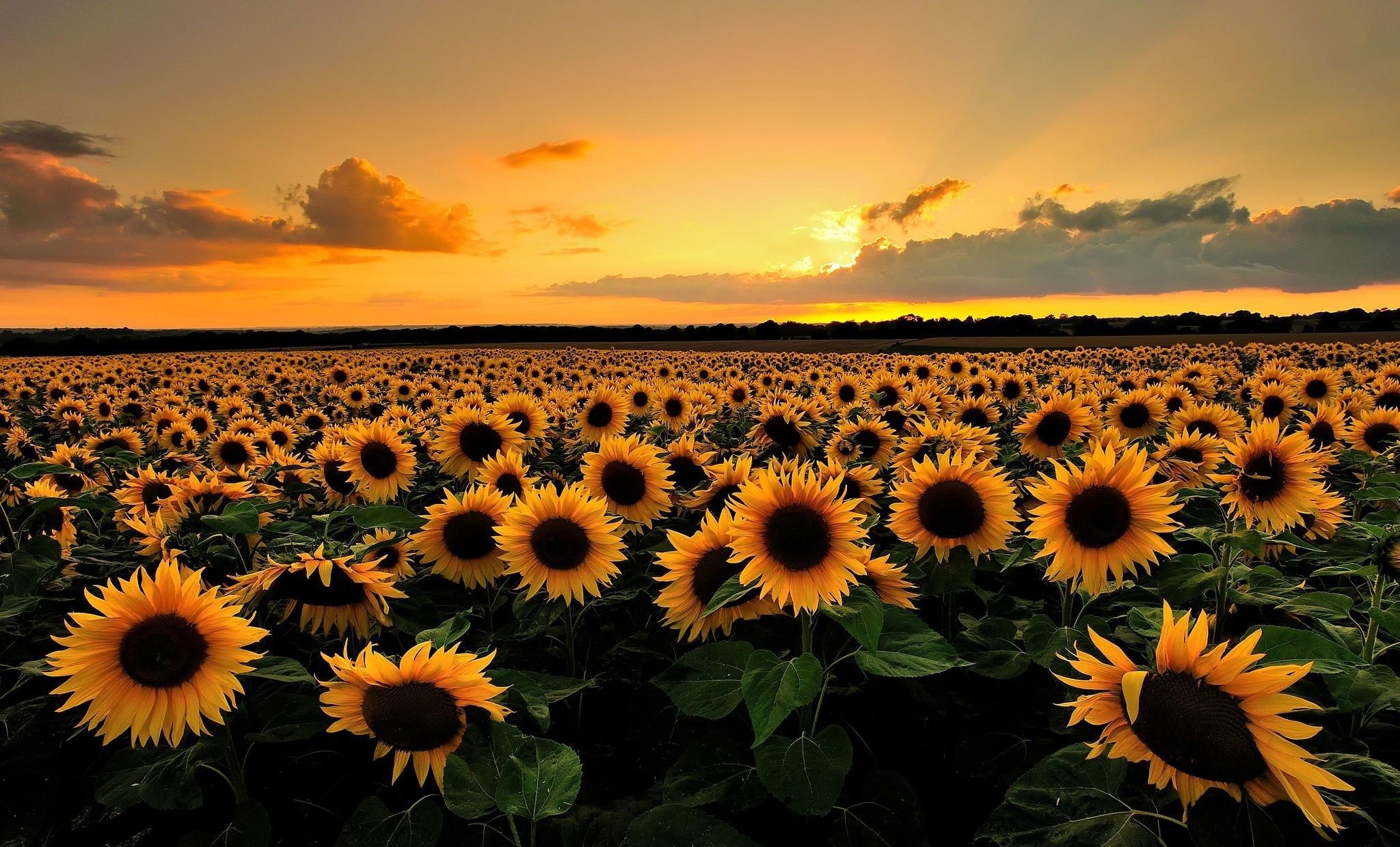 Detail Sunflower Pictures Free Download Nomer 17