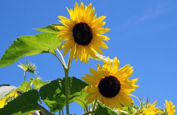 Detail Sunflower Pictures Free Download Nomer 18