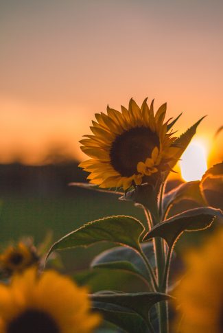 Detail Sunflower Pictures Free Download Nomer 19