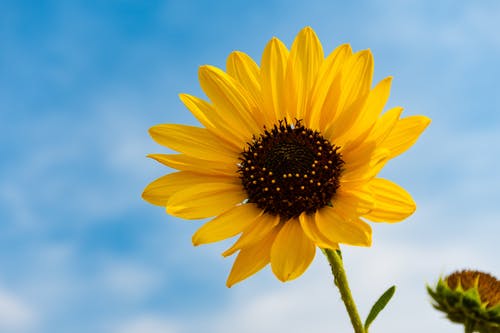 Detail Sunflower Pictures Free Download Nomer 25
