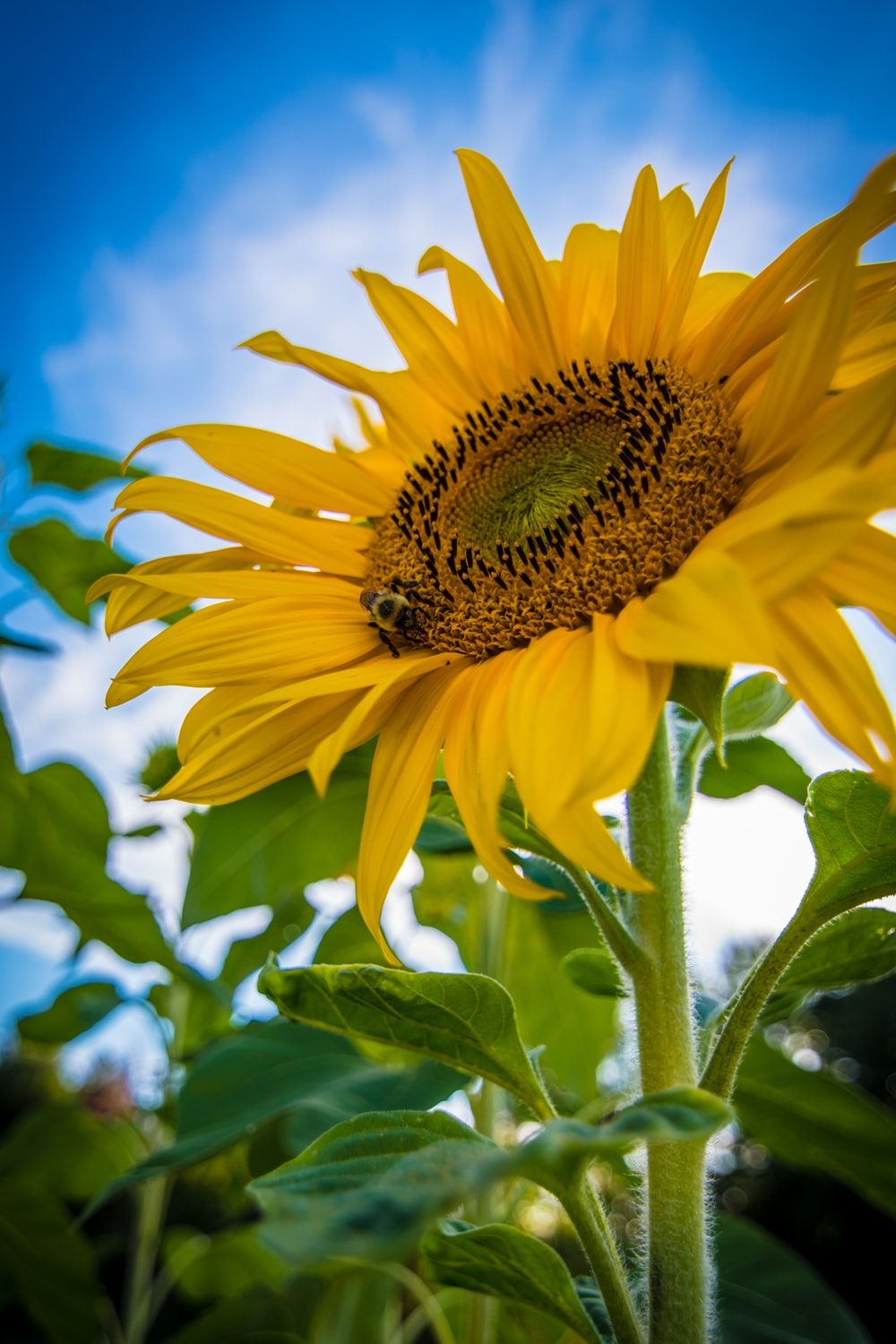 Detail Sunflower Pictures Free Download Nomer 28