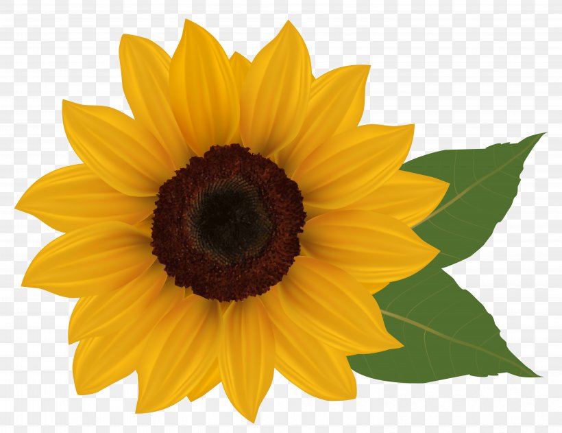 Detail Sunflower Pictures Free Download Nomer 31