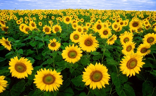 Detail Sunflower Pictures Free Download Nomer 4