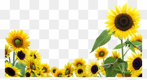 Detail Sunflower Pictures Free Download Nomer 51