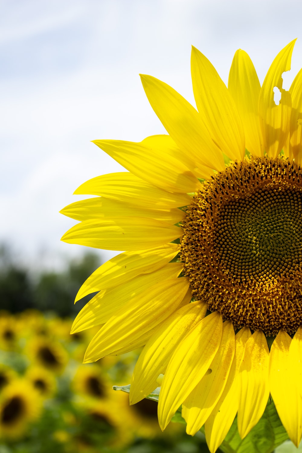 Detail Sunflower Pictures Free Download Nomer 8