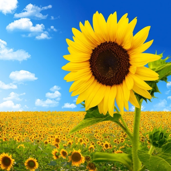 Detail Sunflower Pictures Free Download Nomer 9