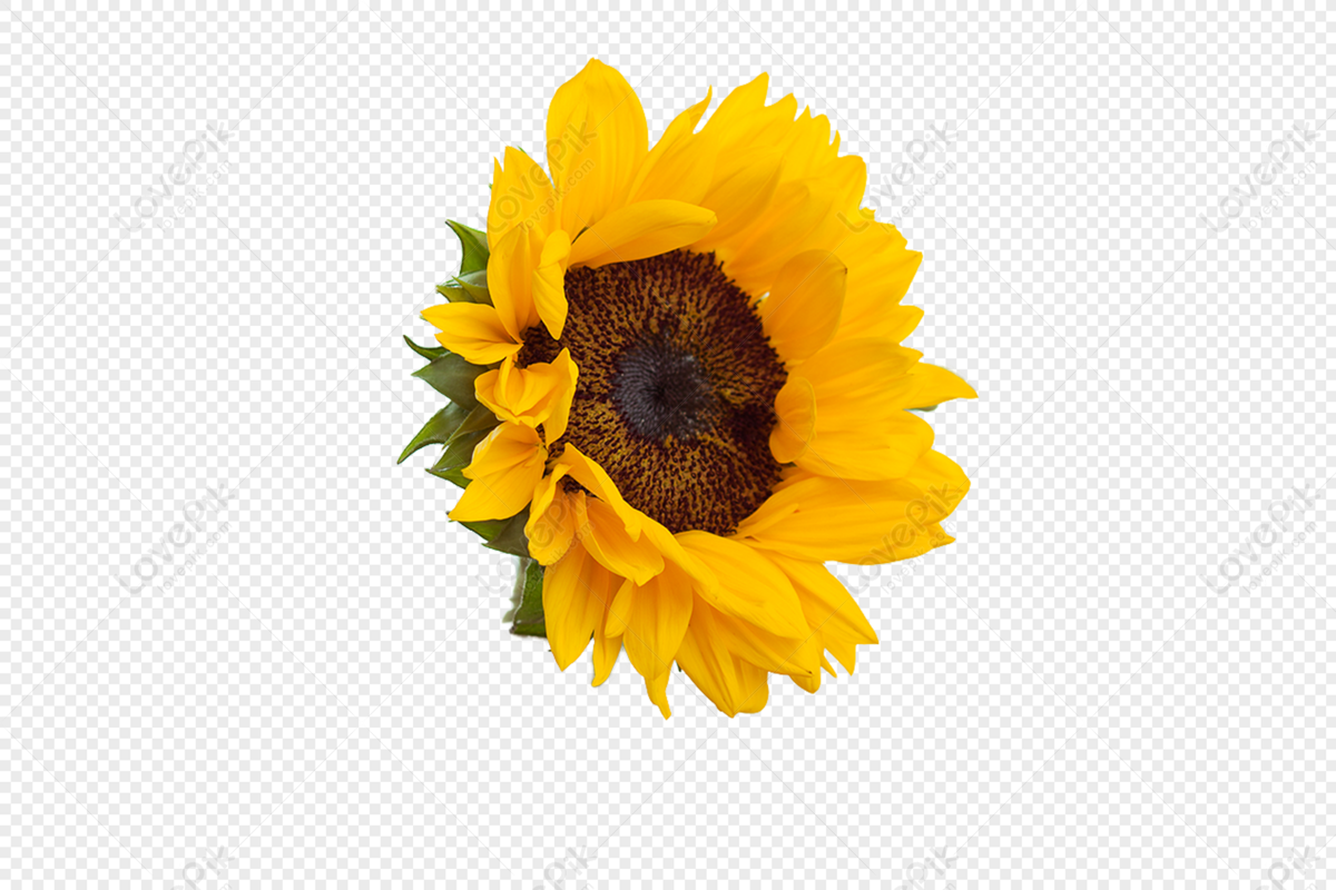 Detail Sunflower Png Nomer 10