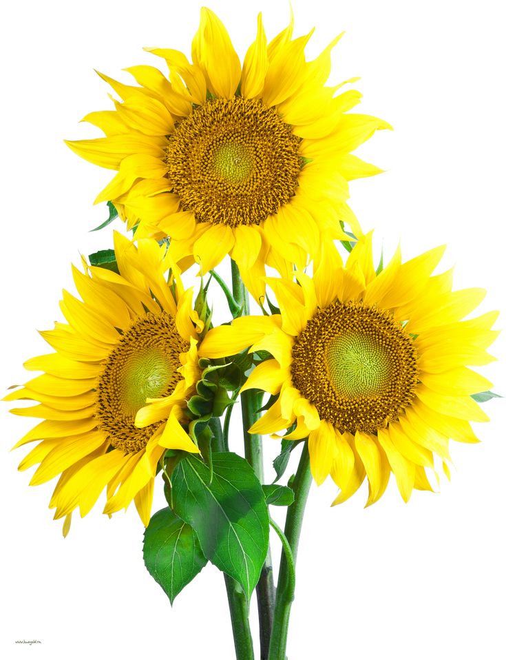 Detail Sunflower Png Nomer 26