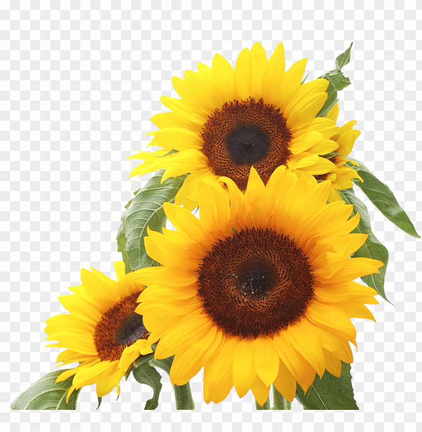 Detail Sunflower Png Nomer 5