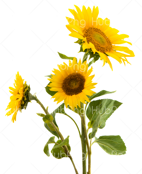Detail Sunflower Png Nomer 45
