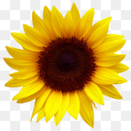 Detail Sunflower Png Free Nomer 11