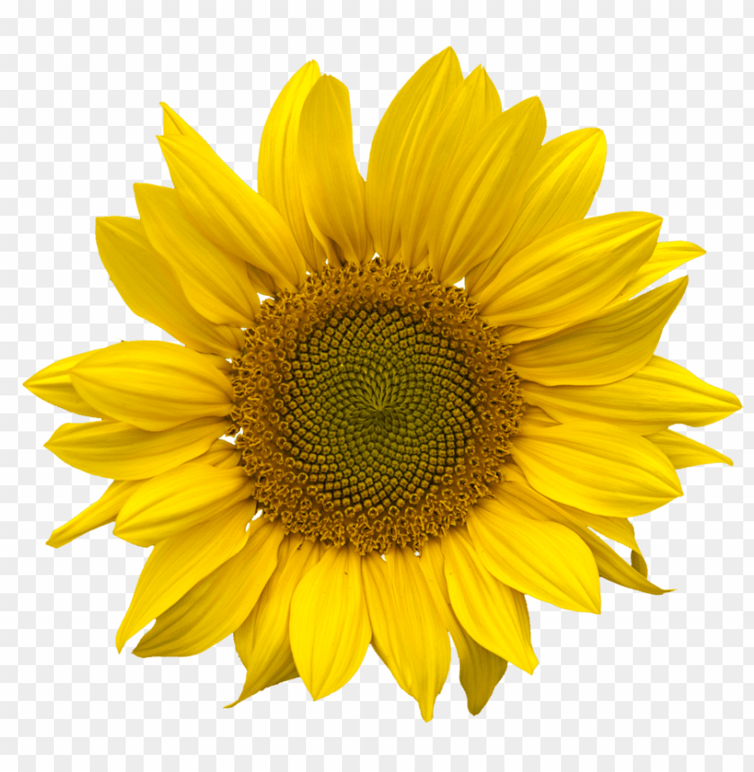 Detail Sunflower Png Free Nomer 14