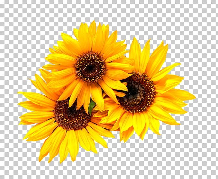 Detail Sunflower Png Free Nomer 16