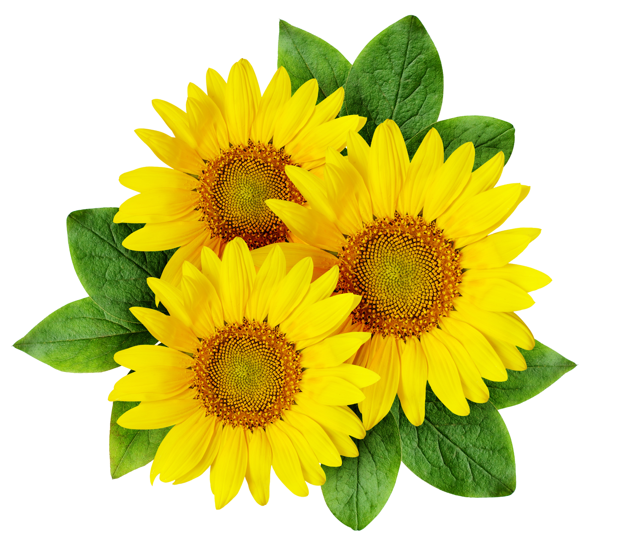 Detail Sunflower Png Free Nomer 18