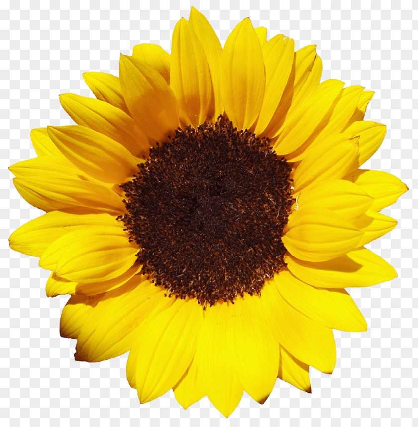 Detail Sunflower Png Free Nomer 21