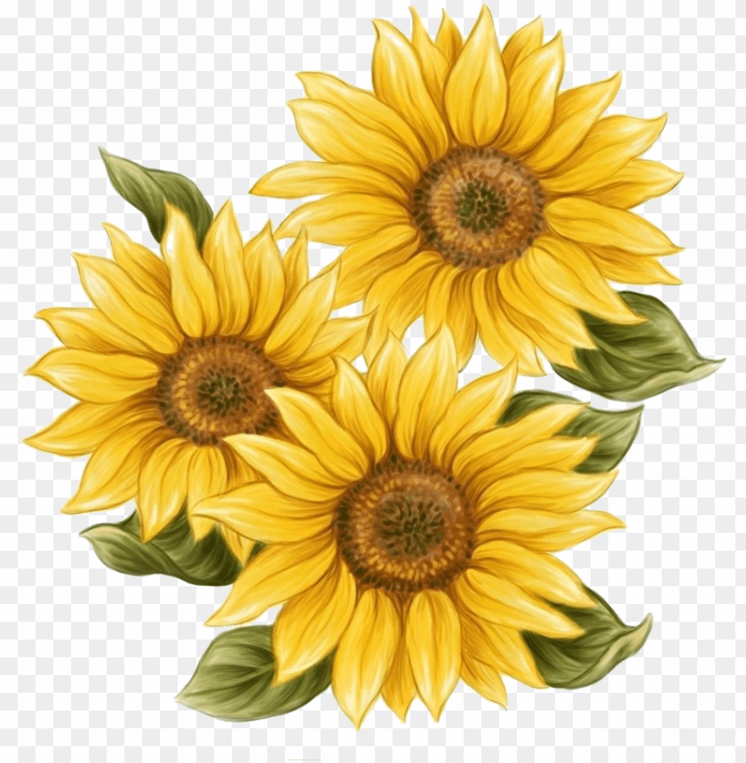 Detail Sunflower Png Free Nomer 23