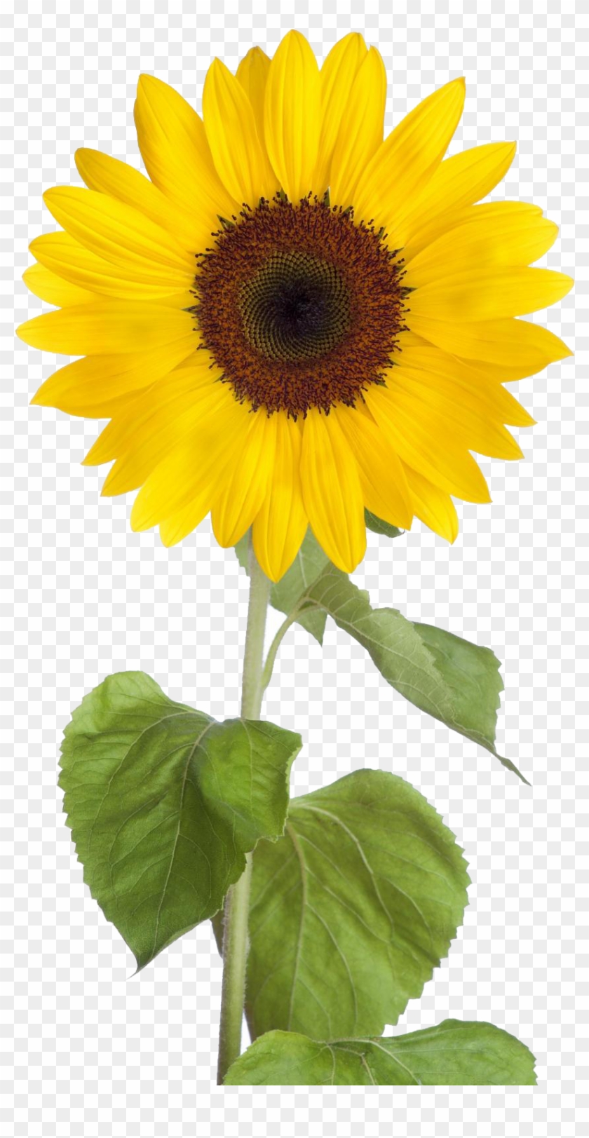 Detail Sunflower Png Free Nomer 29