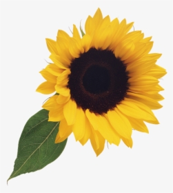 Detail Sunflower Png Free Nomer 39