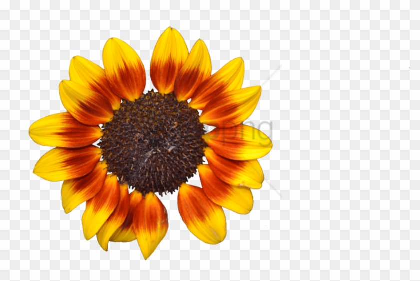 Detail Sunflower Png Free Nomer 42