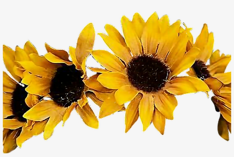 Detail Sunflower Png Free Nomer 44