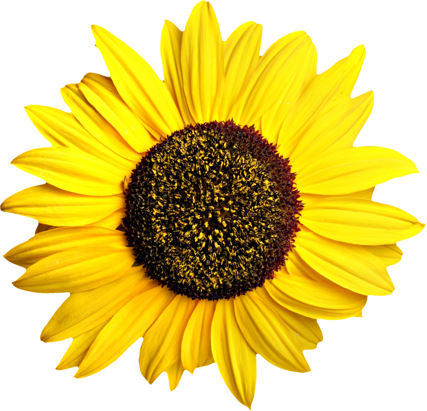 Sunflower Png Image - KibrisPDR