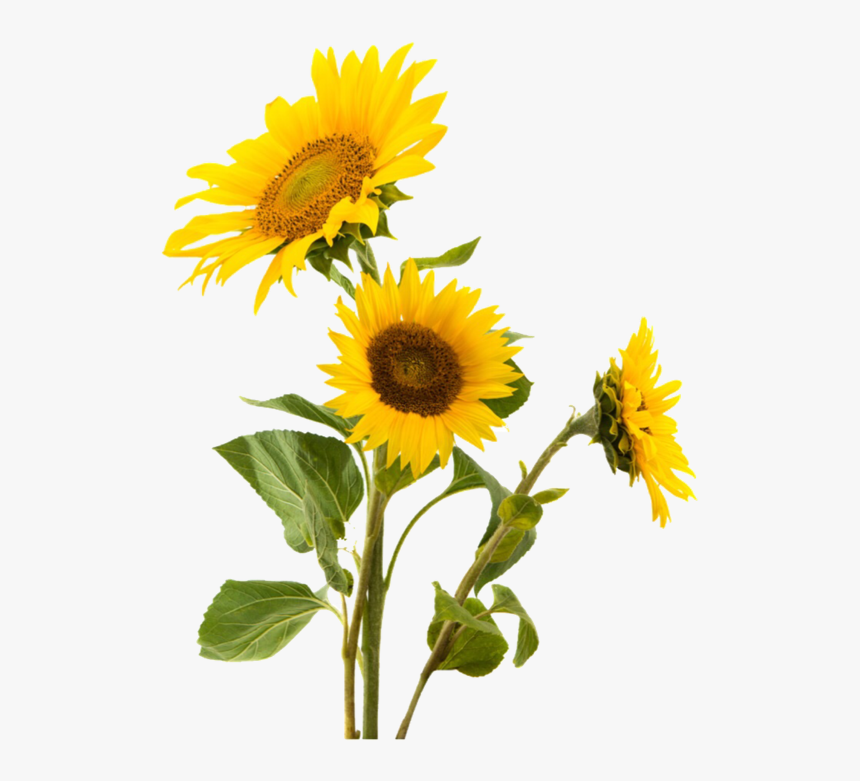 Detail Sunflower Png Image Nomer 7