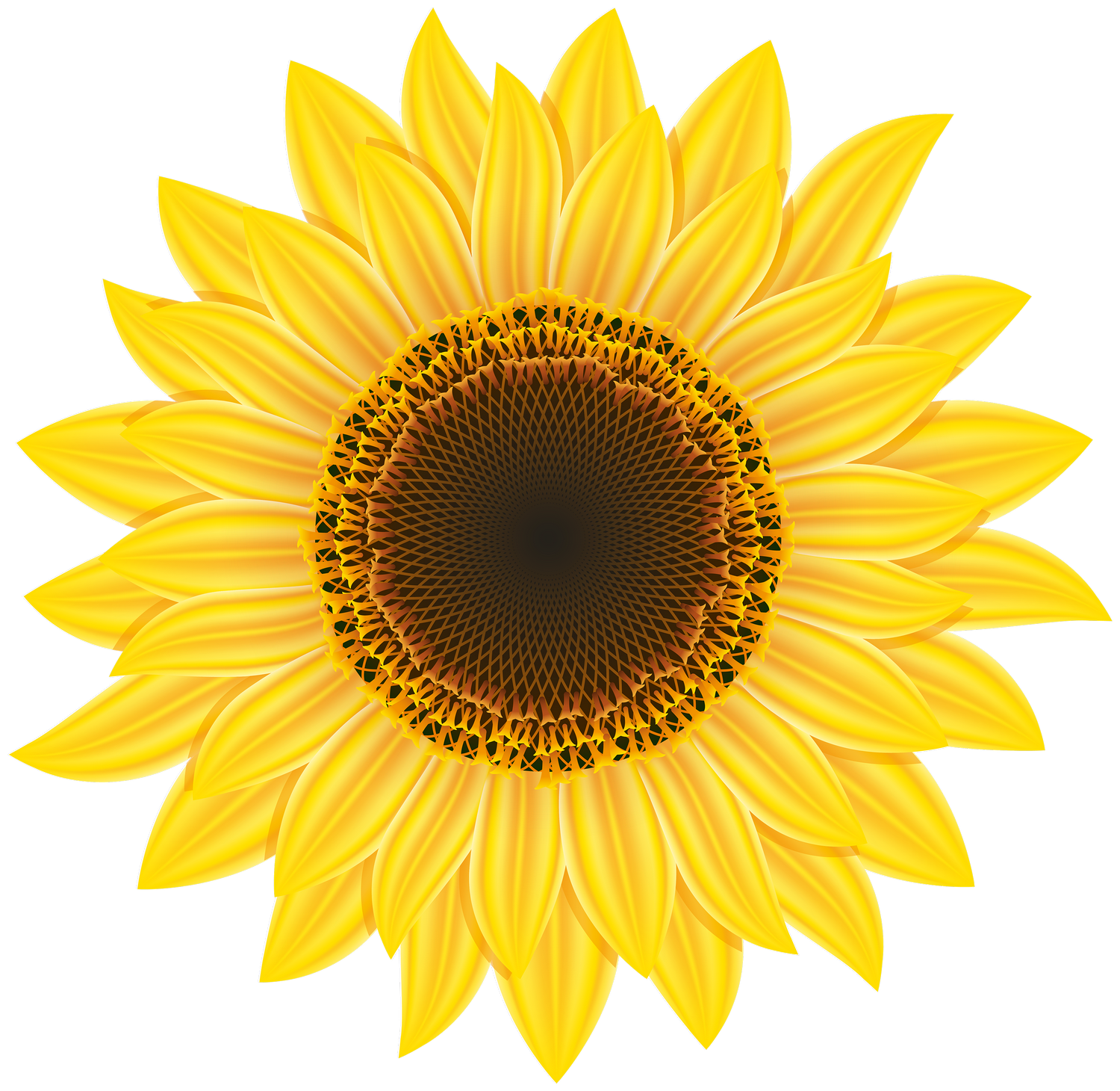 Detail Sunflower Png Image Nomer 8