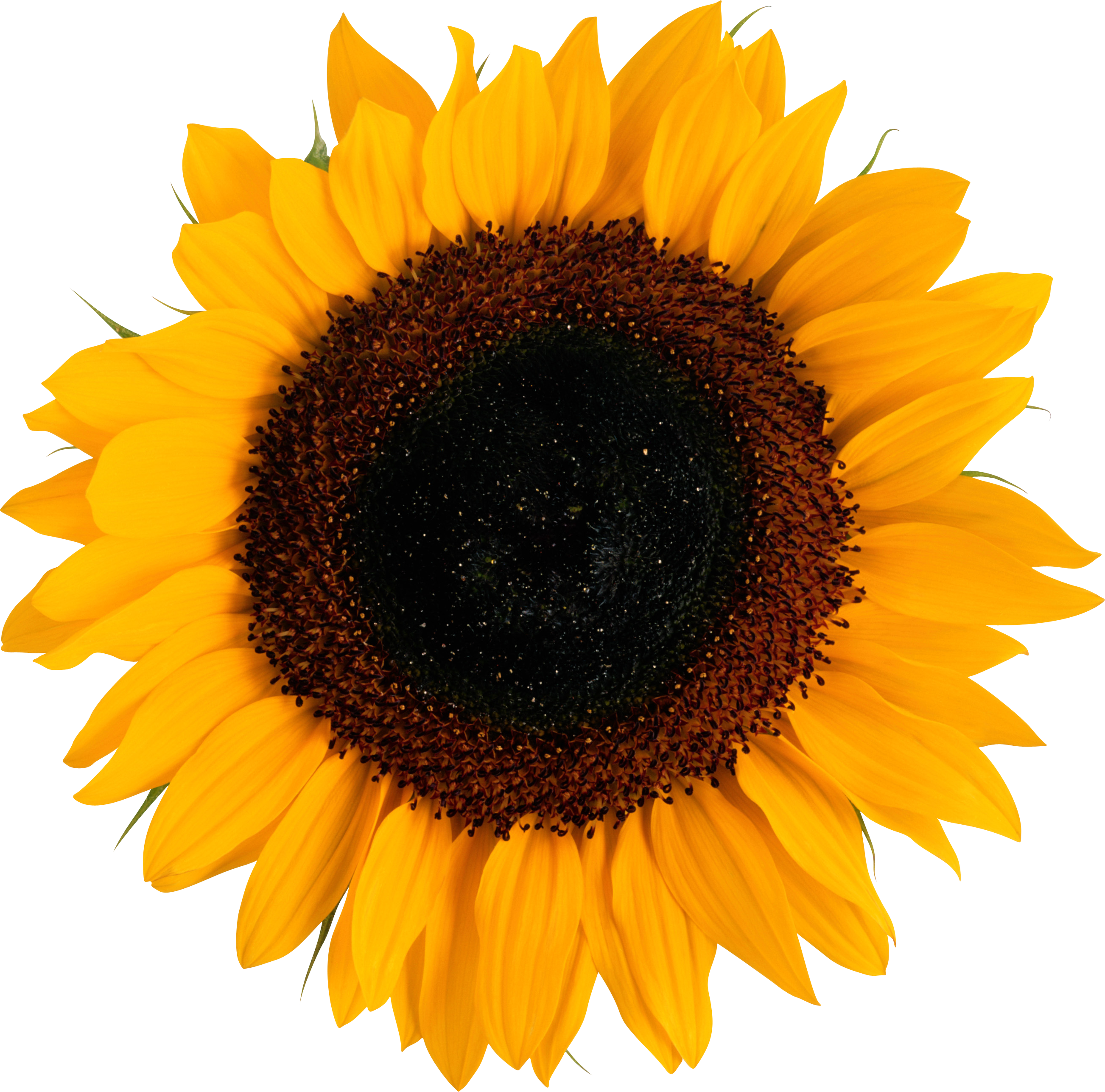 Detail Sunflower Png Image Nomer 10