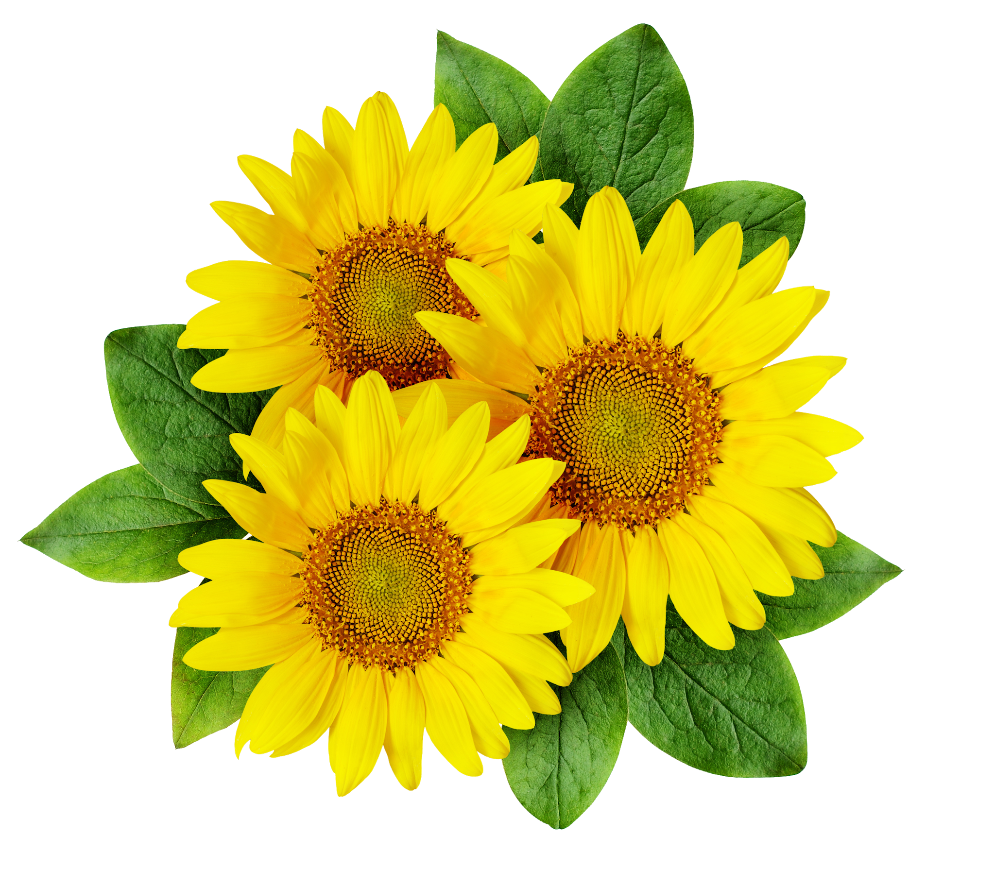 Detail Sunflower Png Image Nomer 11