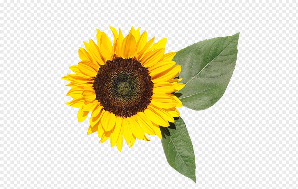 Detail Sunflower Png Image Nomer 13
