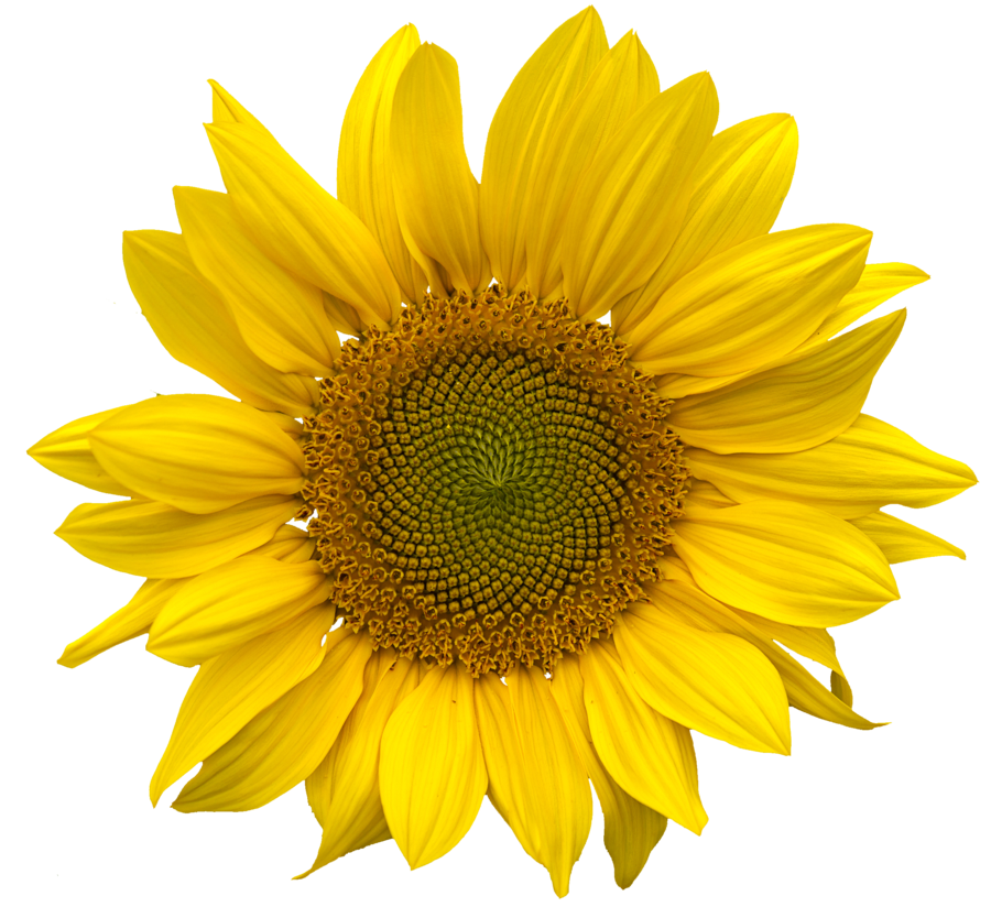 Detail Sunflower Png Image Nomer 15