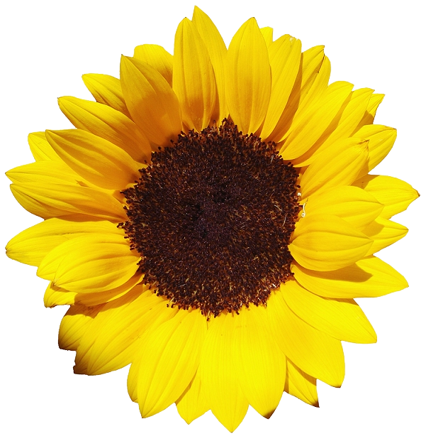 Detail Sunflower Png Image Nomer 16