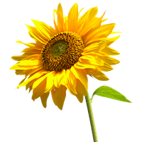 Detail Sunflower Png Image Nomer 18