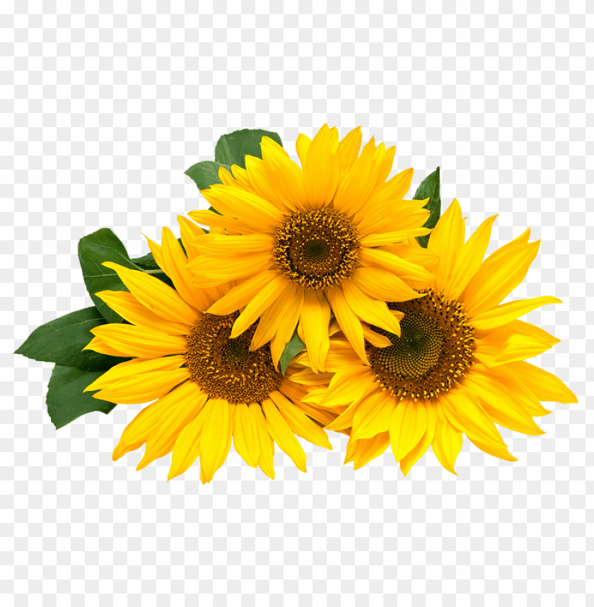 Detail Sunflower Png Image Nomer 20