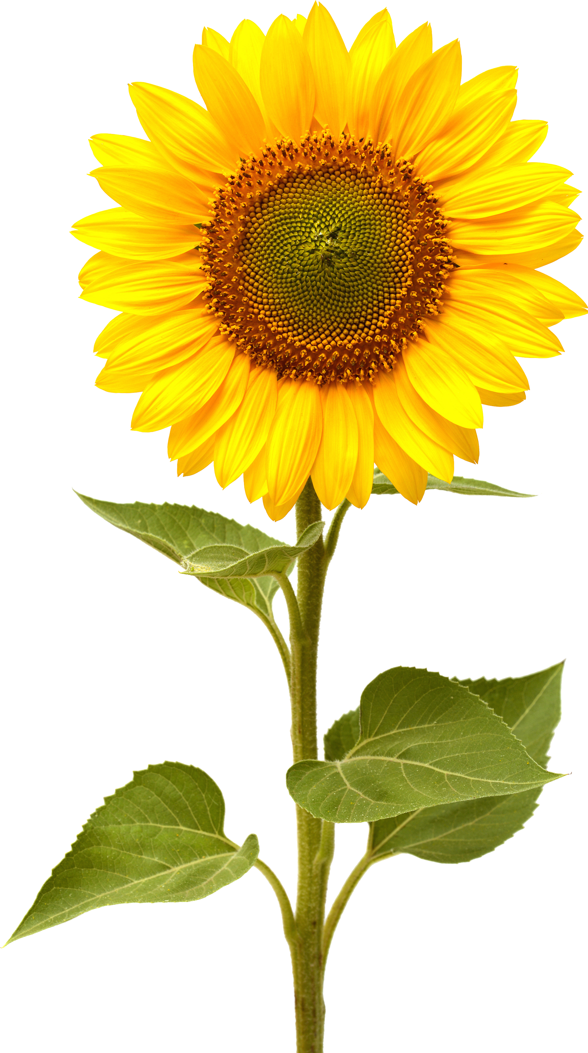 Detail Sunflower Png Image Nomer 3