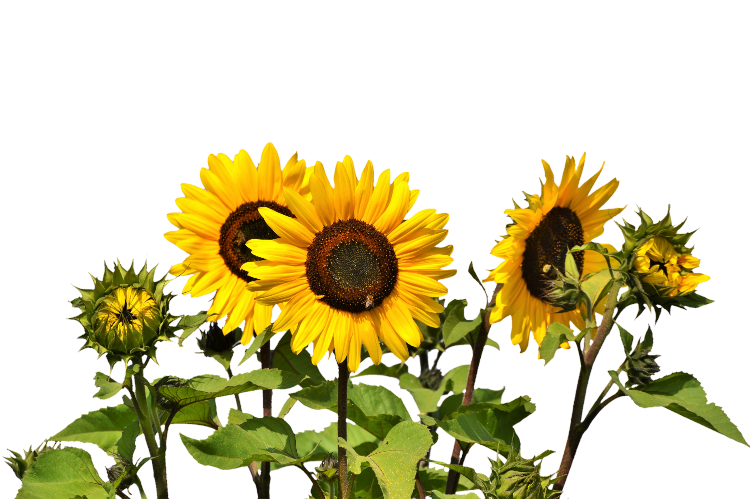 Detail Sunflower Png Image Nomer 22