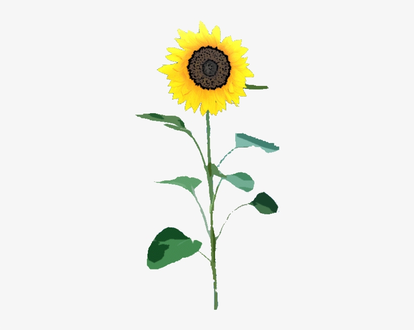 Detail Sunflower Png Image Nomer 25