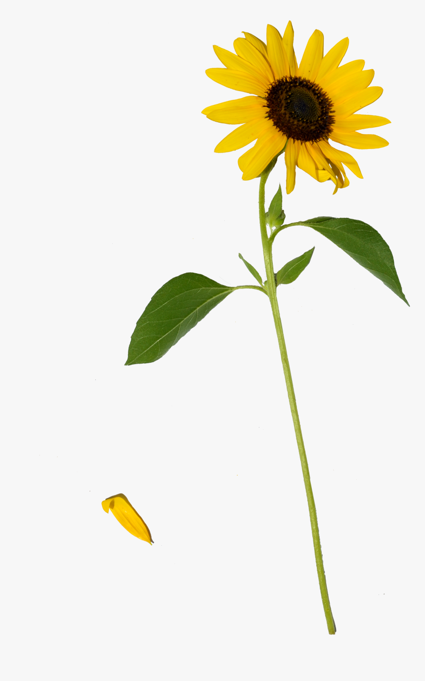 Detail Sunflower Png Image Nomer 28