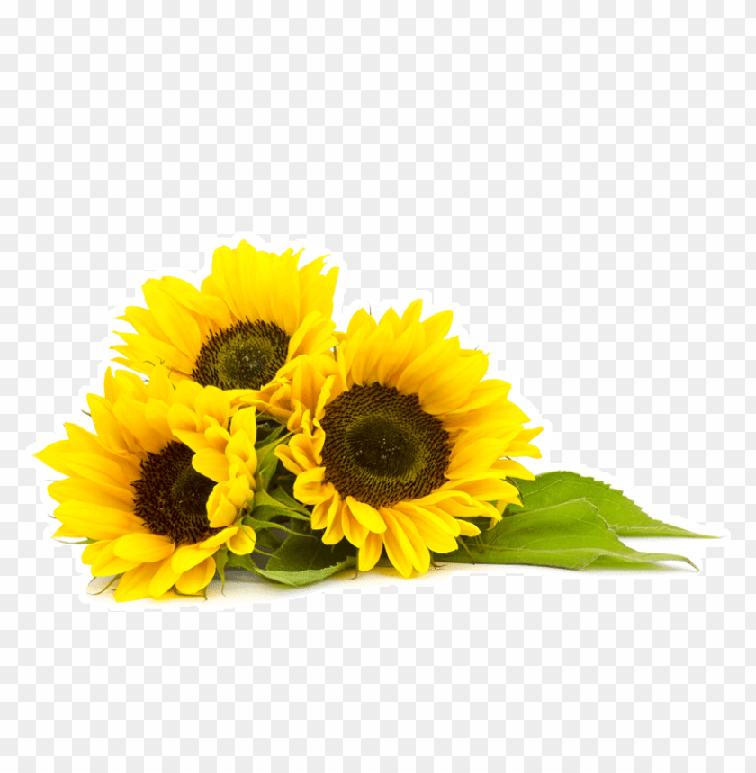 Detail Sunflower Png Image Nomer 29