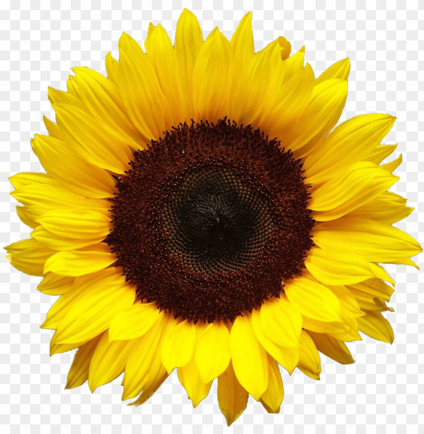 Detail Sunflower Png Image Nomer 4