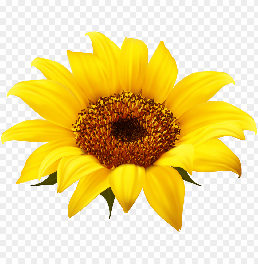 Detail Sunflower Png Image Nomer 33