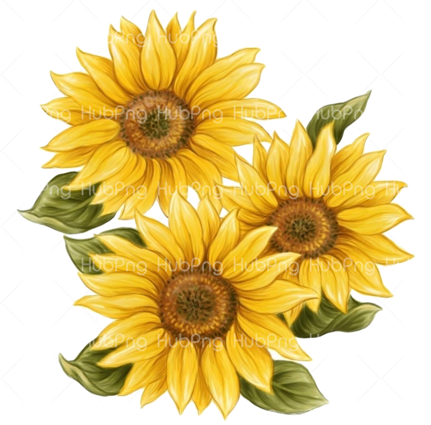 Detail Sunflower Png Image Nomer 36