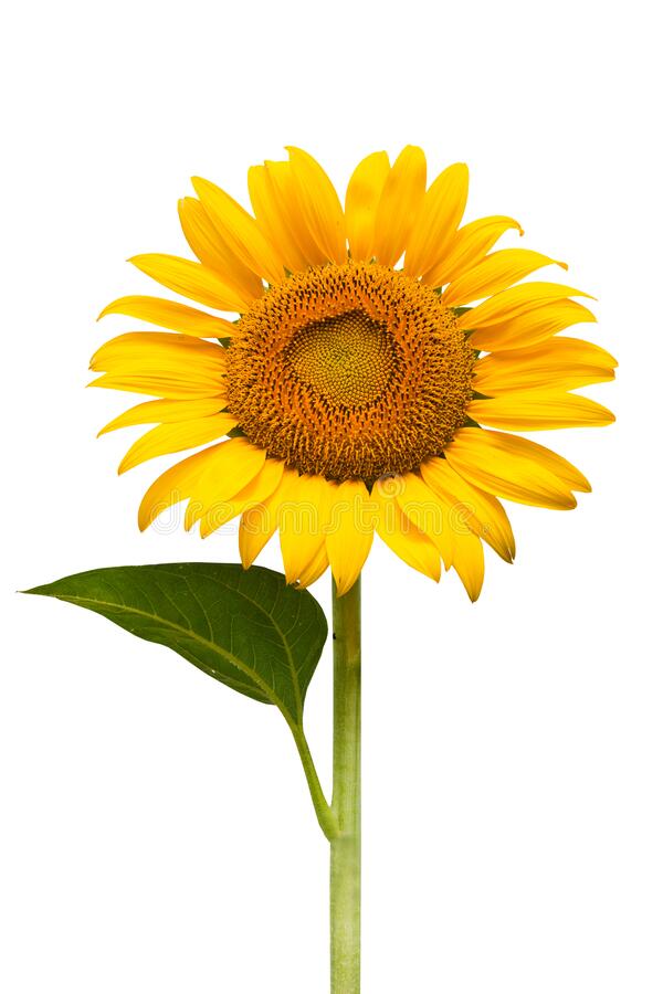 Detail Sunflower Png Image Nomer 37