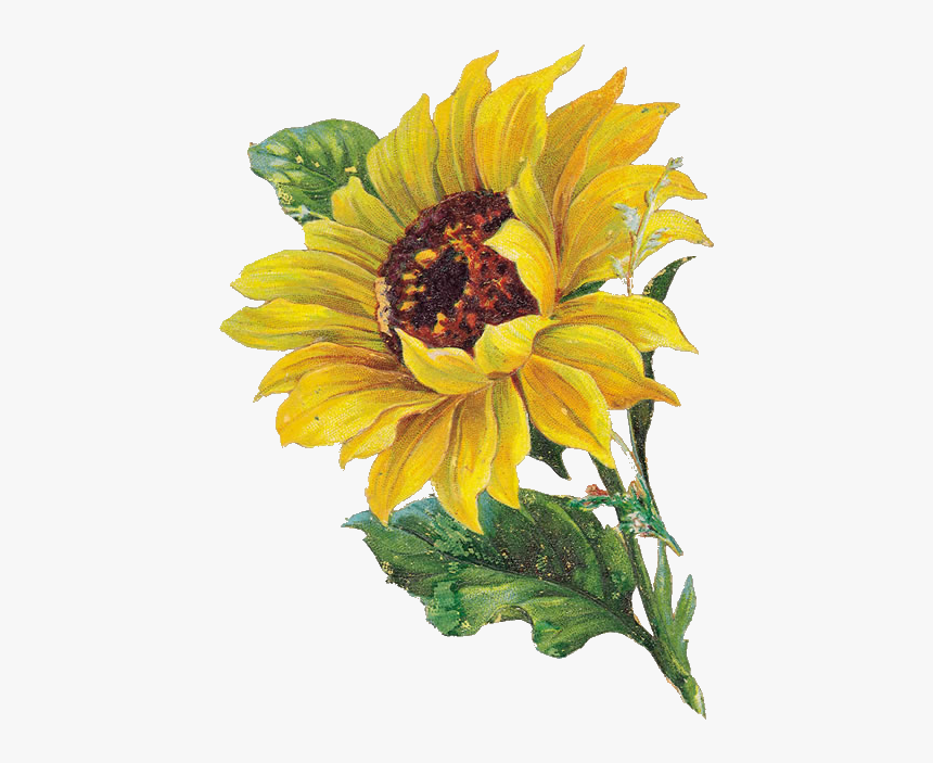 Detail Sunflower Png Image Nomer 39