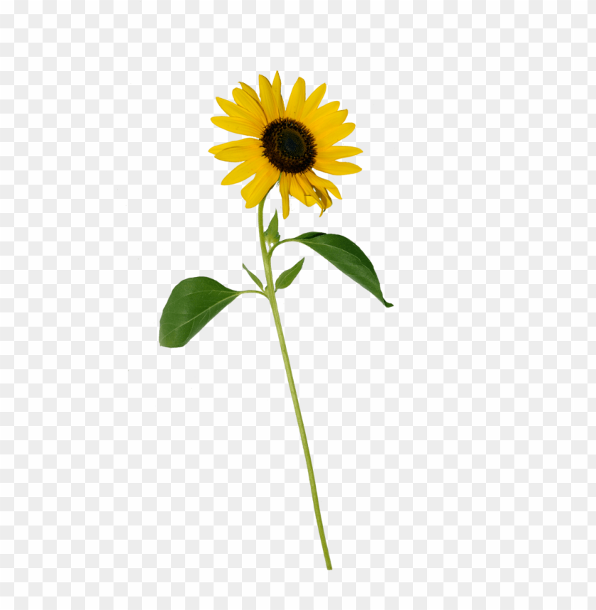 Detail Sunflower Png Image Nomer 40