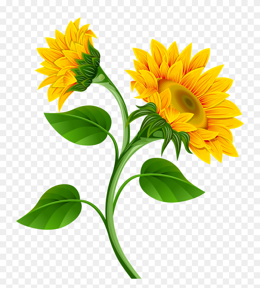Detail Sunflower Png Image Nomer 45