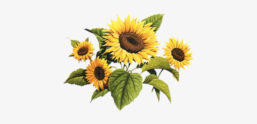 Detail Sunflower Png Images Nomer 35