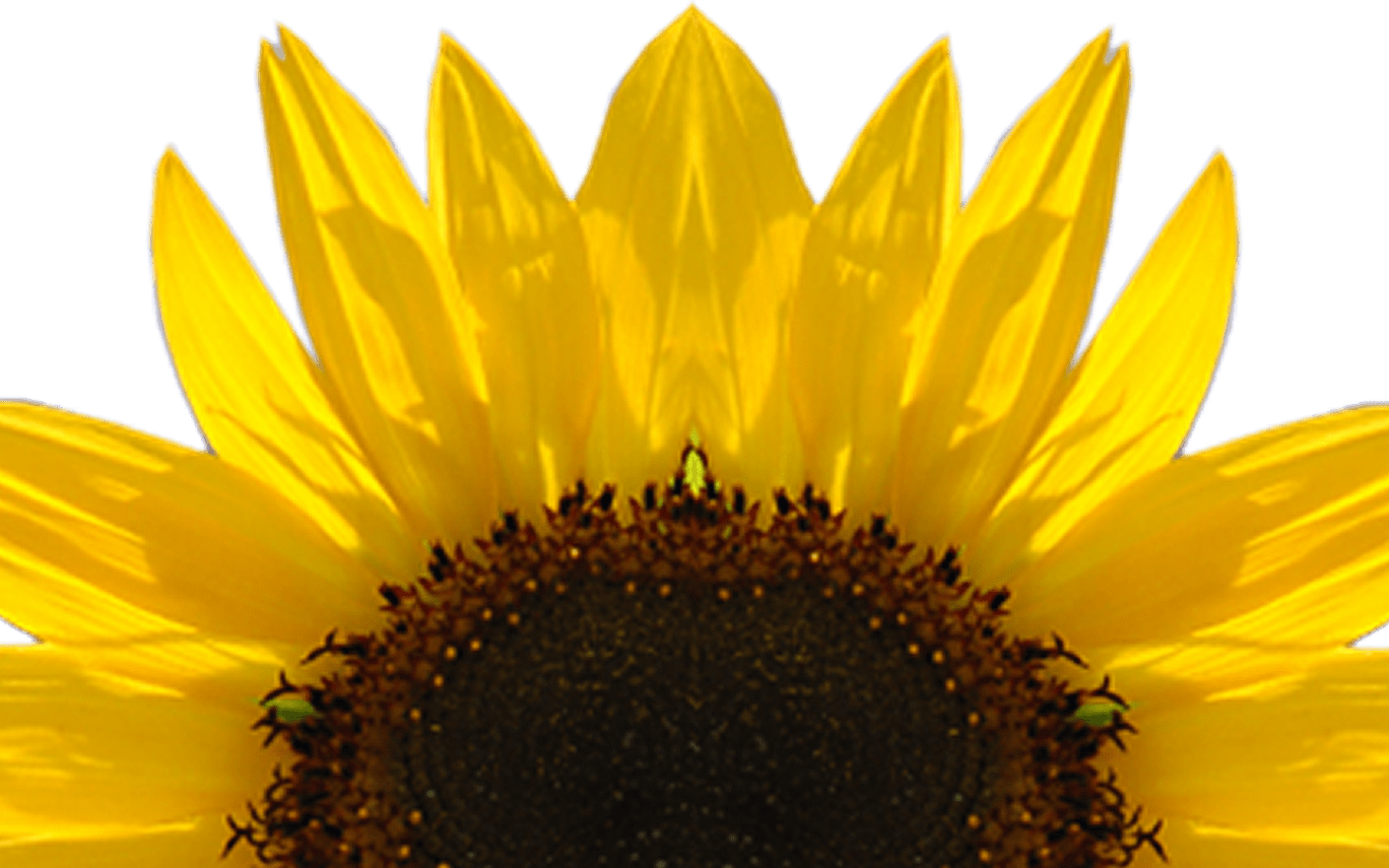 Detail Sunflower Png Images Nomer 44