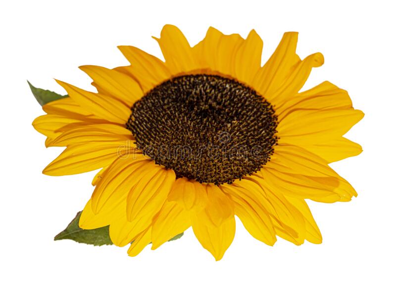 Detail Sunflower Png Images Nomer 5